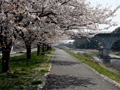 勤行川桜つづみのさくら