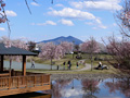 下岡崎近隣公園のさくら