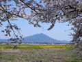 野殿橋周辺のさくら