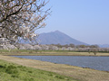 母子島遊水地のさくら