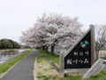 勤行川桜づつみのさくら