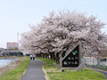 勤行川桜づつみのさくら