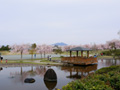 下岡崎近隣公園のさくら