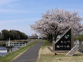 勤行川桜づつみのさくら