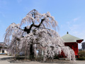 延命寺のしだれ桜