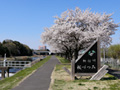 勤行川桜づつみのさくら