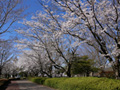 県西総合公園のさくら