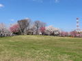 下岡崎近隣公園のさくら